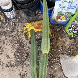 San Pedro Cactus (guru graft)