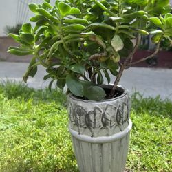 Ceramic Vase With Succulents 