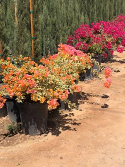Bougainvillea 15 gallons