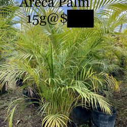 Areca Palm 15g Healthy