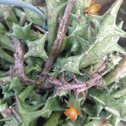 Huernia Schweinfurthii Succulent 