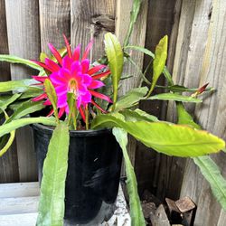 Blooming Orchid Cactus 