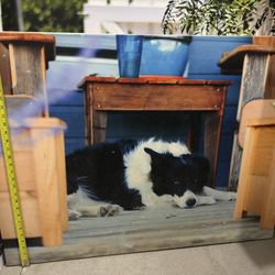 Border Collie Under A Table Canvas Print