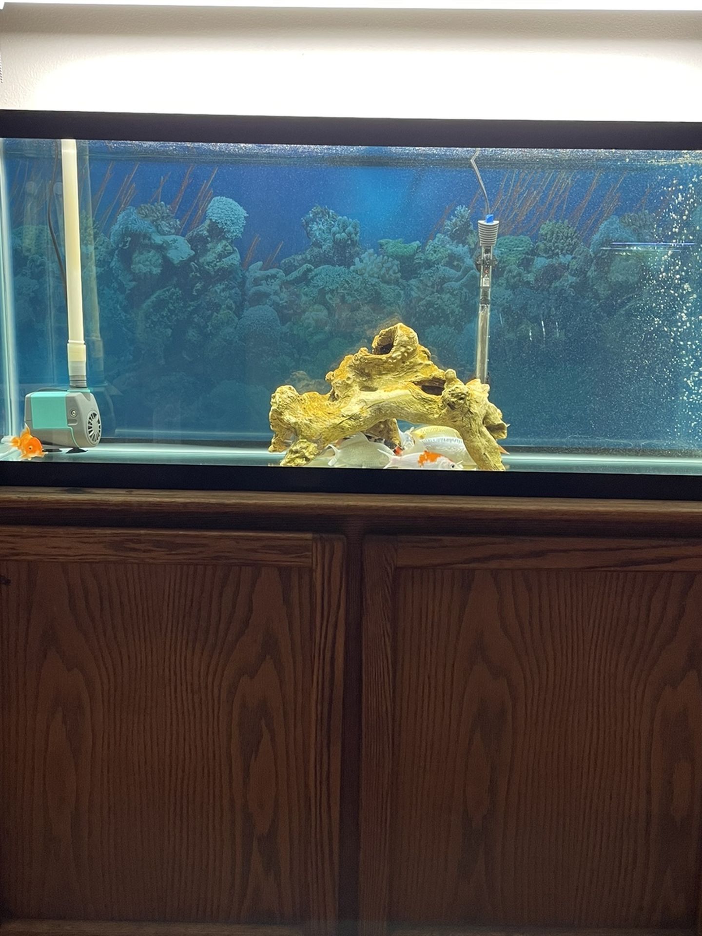 55 Gallon Tank, Stand And Fish