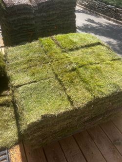 Zoysia sod zeon