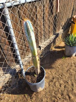 Cactus blue torch