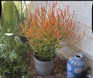 Plants and Vegetable Seeds