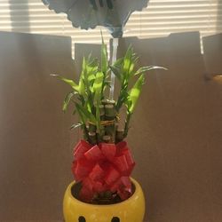 Mom Gift Bamboo Plant