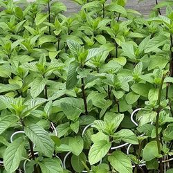 Peppermint Plants $1 - Shorewood IL 