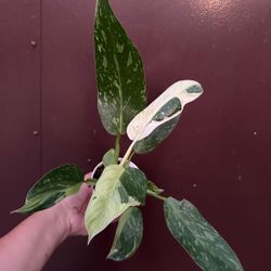 philodendron jose buono 4” pot 