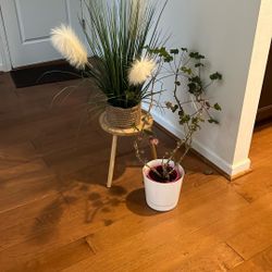 Free Plants