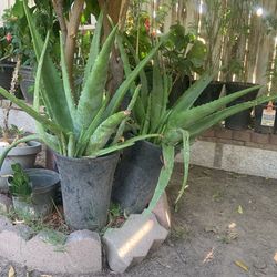 Aloe Vera Plant 