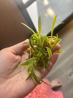 Spider Plant Babies