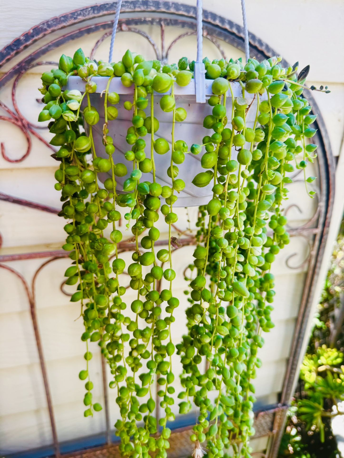 RARE STRING OF PEARL HANGING PLANT - Easy To Grow 