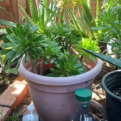 Aeonium Succulent Plant