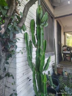 Euphorbia cactus succulent plant