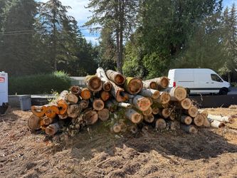 Large Pile of Cut Logs