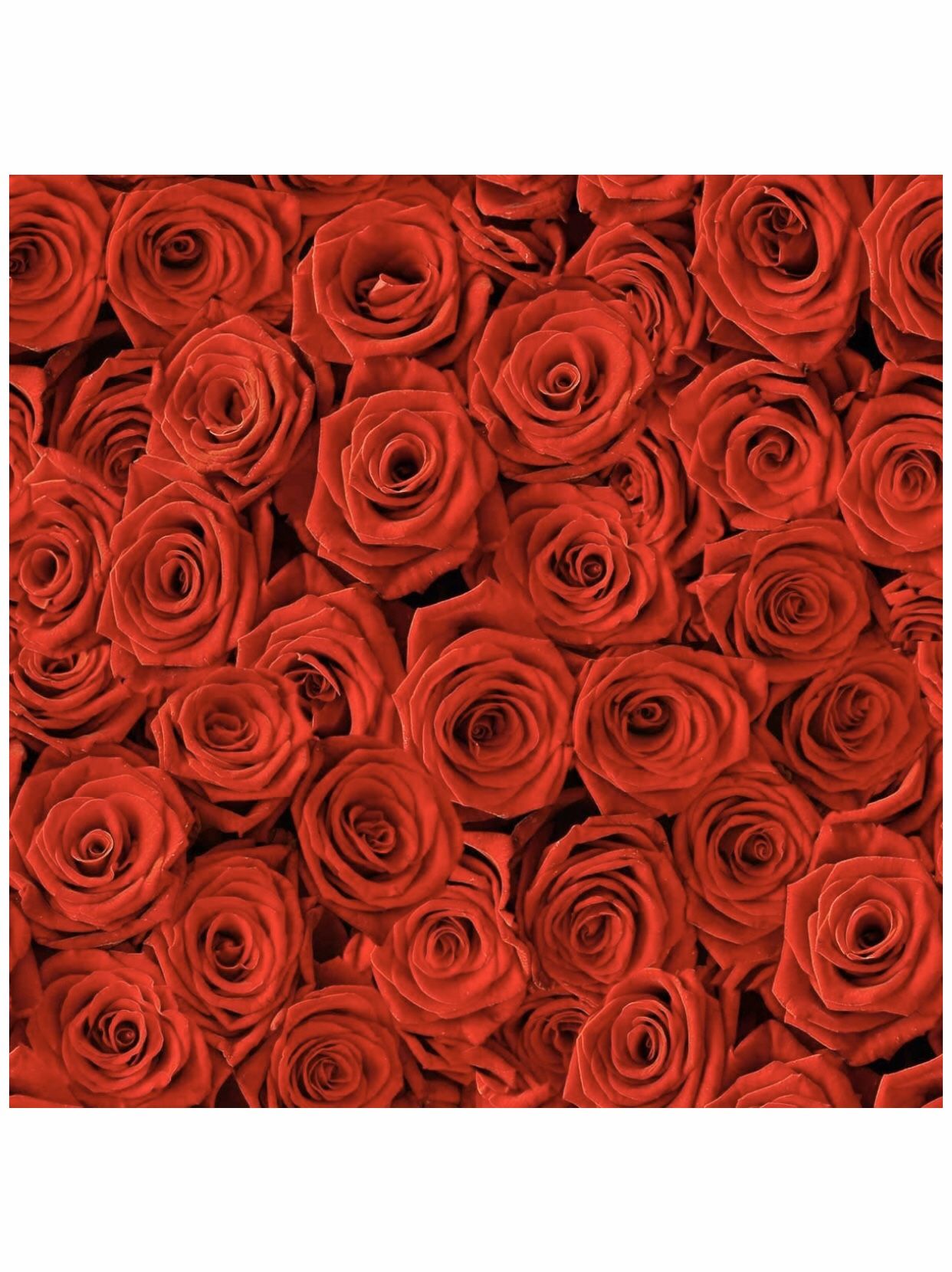Backdrop Red Roses