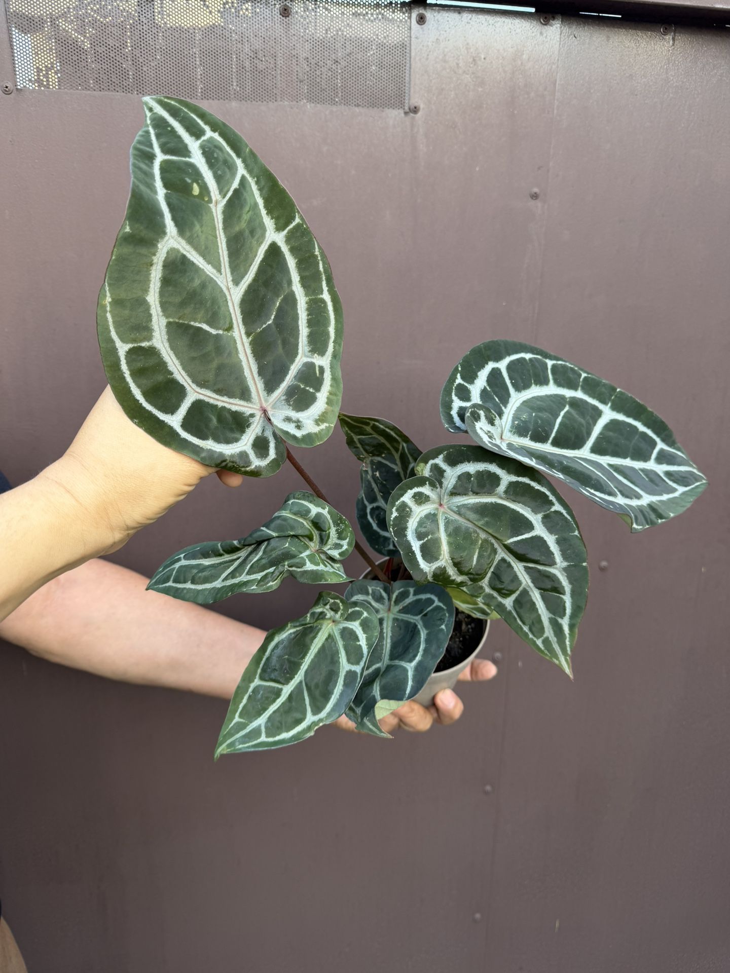 Xl Anthurium Doc Block Michelle W/2 Plants