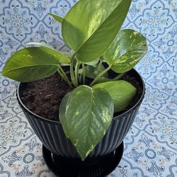 7.5 inch pot plant $20 for each