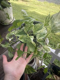 Golden Pothos 