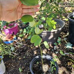 Hong Kong orchid tree In A  Gallon Pot, Bauhinia × blakeana Plus nasturtium Plants