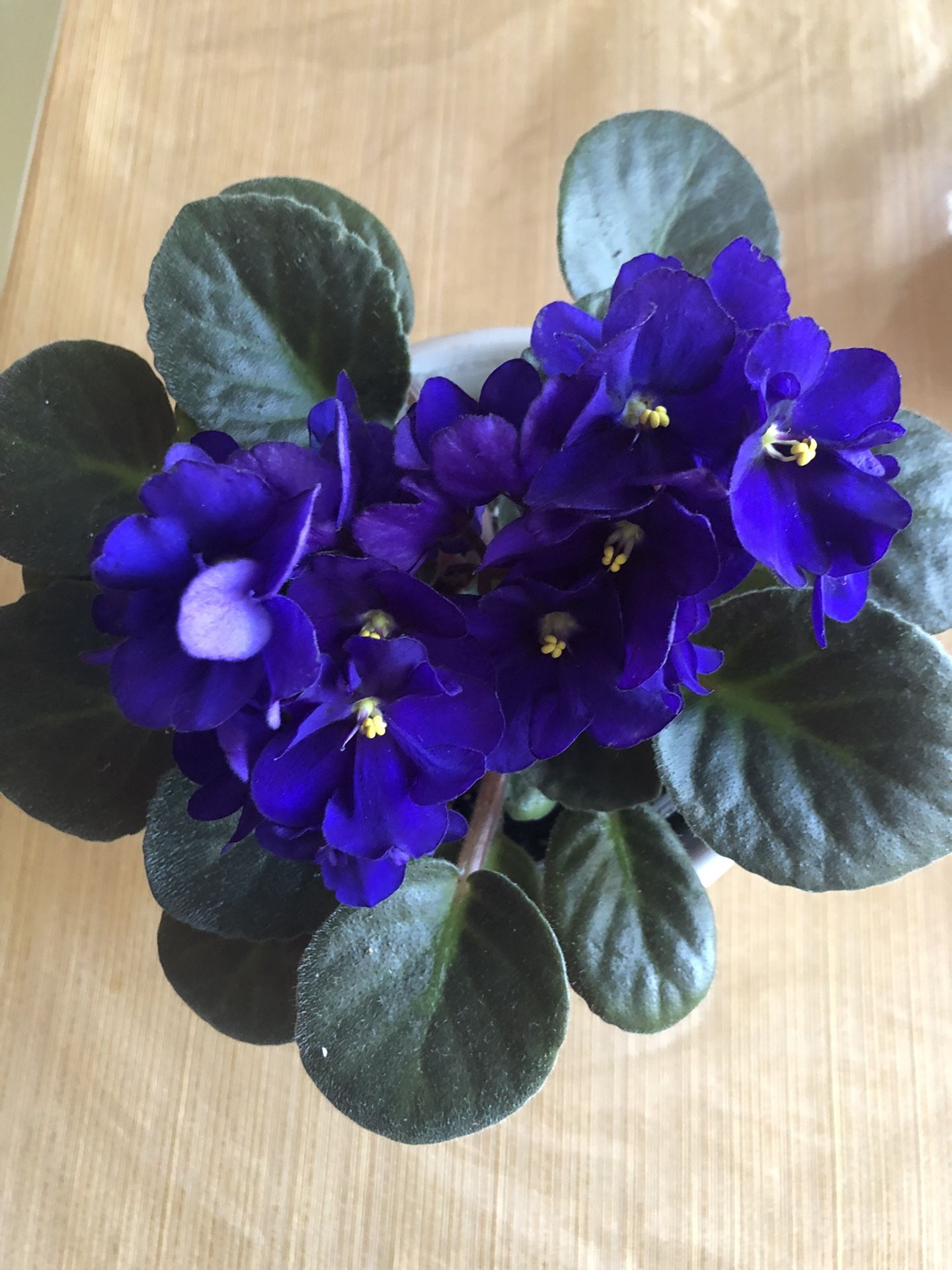 I GOT 3 AFRICAN VIOLET 