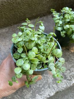 4” pot string of turtle, exotic indoor plant; 95820