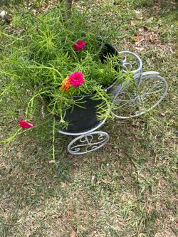 Planta