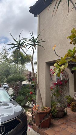 Aloe Trees