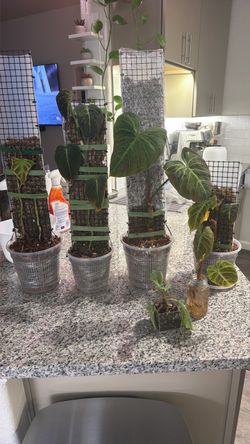 plants for sale