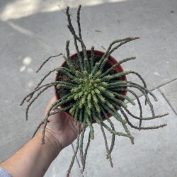 6” Medusa Succulent