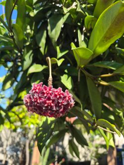 Hoya Plant