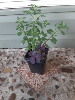 Portulaca & Purple Oxalis