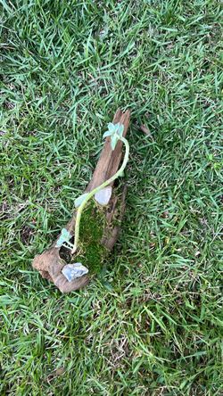 Driftwood Succulent Planter with Moss and Stones