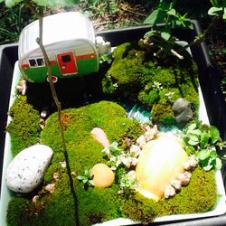 Miniature Fairy Garden...Live Plants And Moss