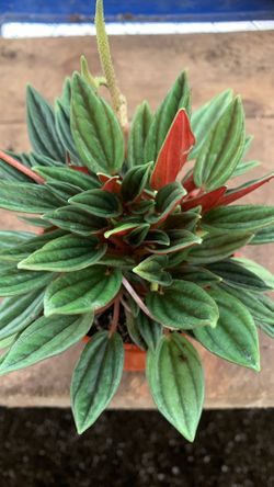 4” Pot Peperomia Rosso
