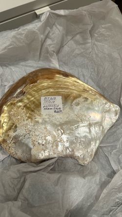 POLISHED CLAM SHELL FOR COLLECTORS/DECORATIONS