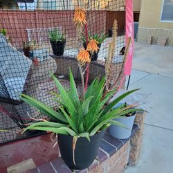 Mature Aloe Vera Plants