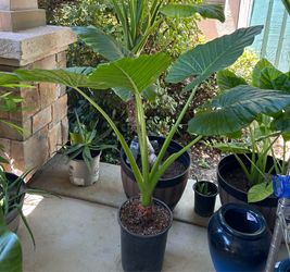🌿 Elephant Ear Plant – $60 🌿