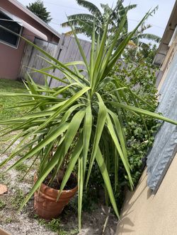 Yucca Cane Tree 6 Feet Large 