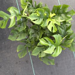 Rhaphidophora tetrasperma