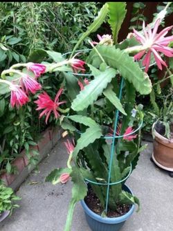 Peach Pink Epiphyllum Orchids plant