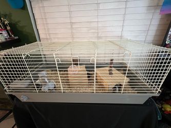 Ginnie pig cage complete set up