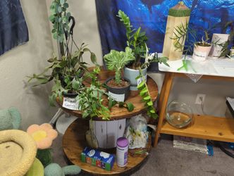 Plants