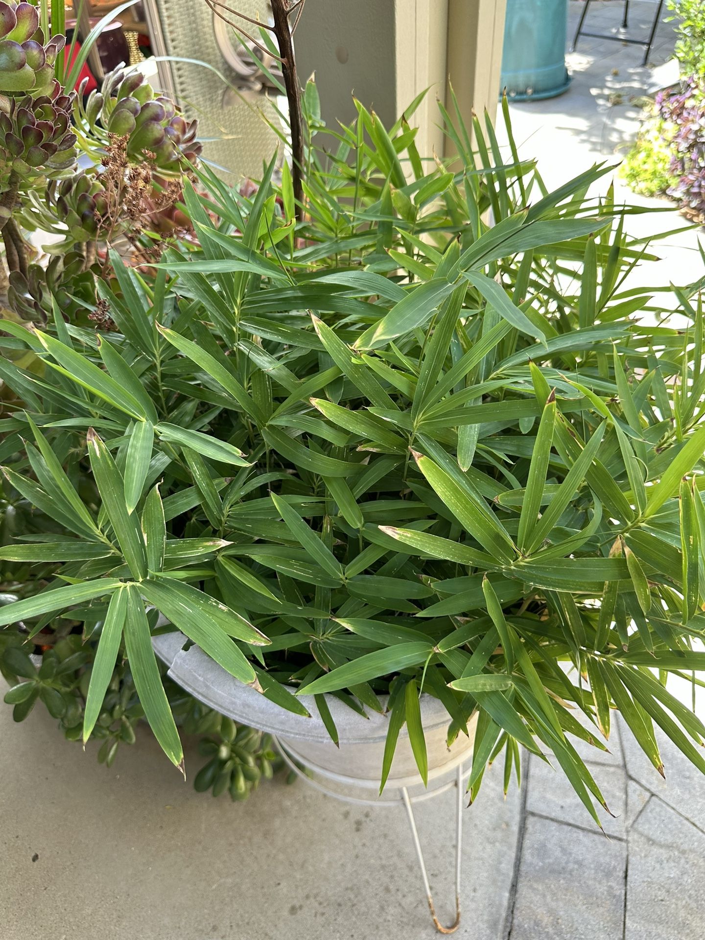 Dwarf Baby Bamboo in a Large Pot