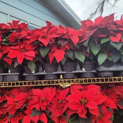 Poinsettias 4.5 Inches  WHITE/RED 