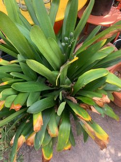 Clivia miniata