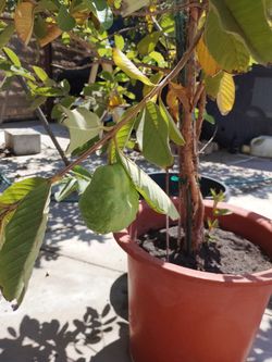 Guava tree
