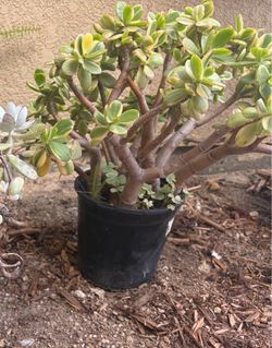 Crassula obliqua ‘Lemon n Lime’ succulent